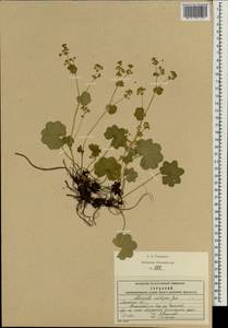 Манжетка щетинистая Juz. ex Majewski, Восточная Европа, Московская область и Москва (E4a) (Россия)