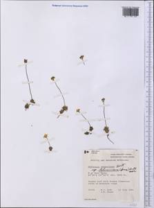 Androsace chamaejasme subsp. lehmanniana (Spreng.) Hultén, Америка (AMER) (Канада)