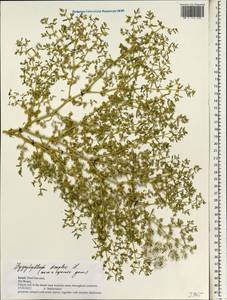 Tetraena simplex (L.) Beier & Thulin, Зарубежная Азия (ASIA) (Израиль)