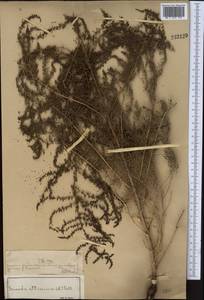 Сведа высочайшая, Сведа высокая (L.) Pall., Средняя Азия и Казахстан, Муюнкумы, Прибалхашье и Бетпак-Дала (M9) (Казахстан)