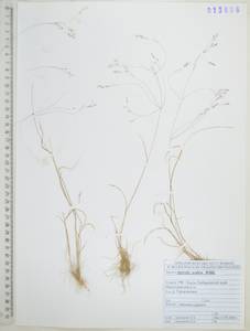 Полевица шероховатая Willd., Сибирь, Дальний Восток (S6) (Россия)