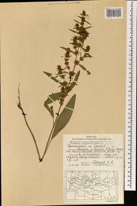 Щавель морской, Щавель приморский L., Монголия (MONG) (Монголия)