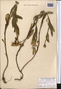 Jacobaea racemulifera (Pavlov) C. Ren & Q. E. Yang, Средняя Азия и Казахстан, Западный Тянь-Шань и Каратау (M3) (Казахстан)