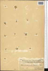 Лепталеум нителистный (Willd.) DC., Средняя Азия и Казахстан, Западный Тянь-Шань и Каратау (M3) (Казахстан)
