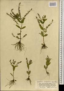 Вероника ключевая, Вероника водная L., Монголия (MONG) (Монголия)