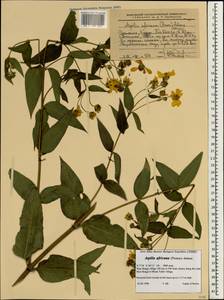Aspilia africana (Pers.) C.D.Adams, Африка (AFR) (Эфиопия)