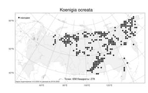Koenigia ocreata, Кенигия широкораструбовая (L.) T. M. Schust. & Reveal, Атлас флоры России (FLORUS) (Россия)