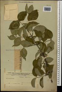 Кизил мужской, Кизил обыкновенный L., Кавказ, Азербайджан (K6) (Азербайджан)