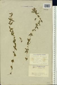 Круциата голая (L.) Opiz, Сибирь, Алтай и Саяны (S2) (Россия)