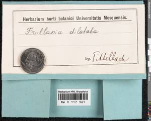 Frullania dilatata (L.) Dumort., Гербарий мохообразных, Мхи - Западная Европа (BEu) (Неизвестно)