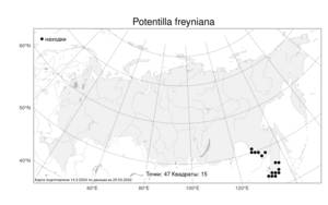 Potentilla freyniana, Лапчатка Фрейна Bornm., Атлас флоры России (FLORUS) (Россия)