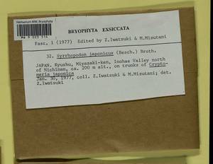 Syrrhopodon schiffnerianus (M. Fleisch.) Paris, Гербарий мохообразных, Мхи - Азия (вне границ бывшего СССР) (BAs) (Япония)