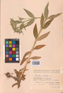 Гвоздика бородатая L., Восточная Европа, Западный район (E3) (Россия)