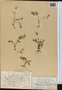 Vicatia coniifolia Wall. ex DC., Средняя Азия и Казахстан, Памир и Памиро-Алай (M2) (Киргизия)