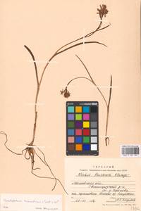 Dactylorhiza majalis subsp. lapponica (Laest. ex Hartm.) H.Sund., Восточная Европа, Московская область и Москва (E4a) (Россия)