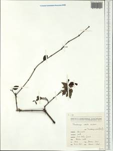 Thunbergia erecta (Benth.) T. Anderson, Австралия и Океания (AUSTR) (Новая Каледония)