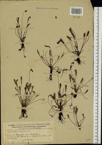 Drosera × anglica Huds., Восточная Европа, Московская область и Москва (E4a) (Россия)