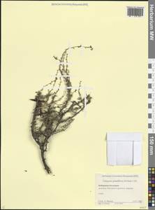 Карагана крупноцветковая DC., Кавказ, Ставропольский край, Карачаево-Черкесия, Кабардино-Балкария (K1b) (Россия)