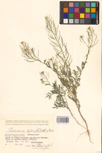 Дескурения Софии (L.) Webb ex Prantl, Восточная Европа, Нижневолжский район (E9) (Россия)