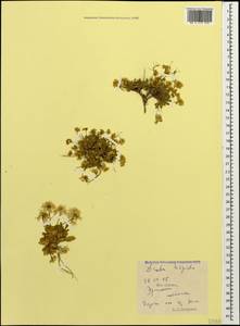 Крупка щетинистая Willd., Кавказ, Южная Осетия (K4b) (Южная Осетия)