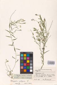 Истод хохлатый Schkuhr, Восточная Европа, Западный район (E3) (Россия)