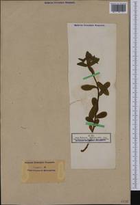 Euphorbia dulcis L., Западная Европа (EUR) (Германия)