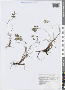 Кровохлебка лекарственная L., Сибирь, Дальний Восток (S6) (Россия)