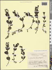 Вероника поточная L., Кавказ, Армения (K5) (Армения)