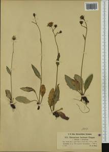 Hieracium pallescens subsp. ovale (Zahn) Gottschl., Западная Европа (EUR) (Австрия)