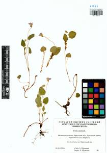 Фиалка собачья L., Сибирь, Прибайкалье и Забайкалье (S4) (Россия)