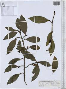 Erythroxylum fischeri Engl., Африка (AFR) (Эфиопия)
