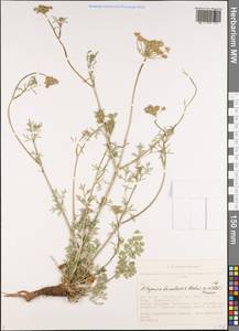 Китагавия байкальская (Redowsky ex Willd.) Pimenov, Сибирь, Алтай и Саяны (S2) (Россия)