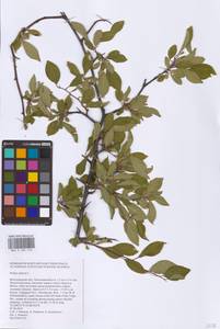 Слива колючая, Терн L., Восточная Европа, Нижневолжский район (E9) (Россия)