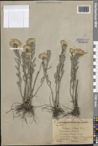 Солонечник мохнатый, Грудница мохнатая (L.) Rchb.fil., Восточная Европа, Центральный лесостепной район (E6) (Россия)