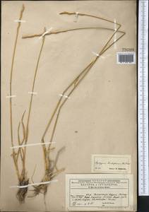 Thinopyrum intermedium subsp. intermedium, Средняя Азия и Казахстан, Памир и Памиро-Алай (M2) (Узбекистан)