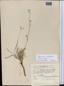 Володушка Эчисона (Boiss.) H.Wolff, Средняя Азия и Казахстан, Памир и Памиро-Алай (M2) (Таджикистан)