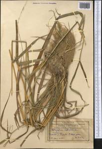 Житняк ломкий (Roth) P.Candargy, Средняя Азия и Казахстан, Северный и Центральный Тянь-Шань (M4) (Казахстан)