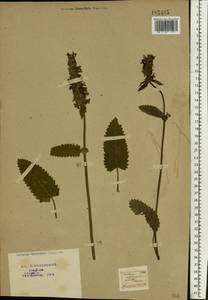 Betonica officinalis subsp. officinalis, Восточная Европа, Центральный район (E4) (Россия)