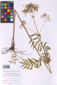 Валериана лекарственная L., Восточная Европа, Московская область и Москва (E4a) (Россия)