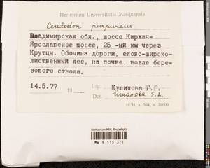Ceratodon purpureus (Hedw.) Brid., Гербарий мохообразных, Мхи - Центральное Нечерноземье (B6) (Россия)