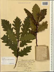 Дуб скальный (Matt.) Liebl., Кавказ, Северная Осетия, Ингушетия и Чечня (K1c) (Россия)