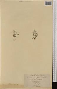 Двусемянник скальный (L.) Rchb., Западная Европа (EUR) (Швейцария)