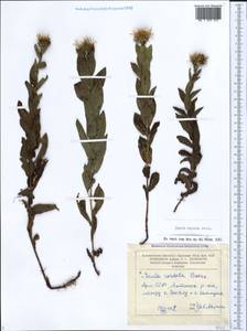 Pentanema asperum (Poir.) G.V.Boiko & Korniy., Кавказ, Армения (K5) (Армения)