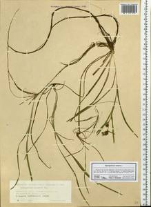 Ежеголовник плавающий L., Сибирь, Западная Сибирь (S1) (Россия)