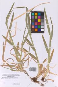 Мятлик расставленный Forselles, Восточная Европа, Московская область и Москва (E4a) (Россия)