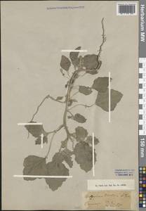 Хрозофора красильная (L.) A.Juss., Крым (KRYM) (Россия)