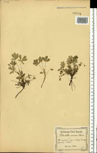 Potentilla cinerea subsp. incana (G. Gaertn., B. Mey. & Scherb.) Asch., Восточная Европа, Северо-Украинский район (E11) (Украина)