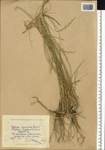 Thinoelymus mucronatus (Opiz) Banfi, Восточная Европа, Центральный лесостепной район (E6) (Россия)