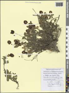 Trifolium badium subsp. rytidosemium (Boiss. & Hohen.) M.Hossain, Кавказ, Ставропольский край, Карачаево-Черкесия, Кабардино-Балкария (K1b) (Россия)