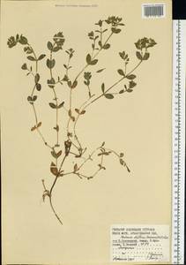 Минуарция раскидистая, Восточная Европа, Северный район (E1) (Россия)